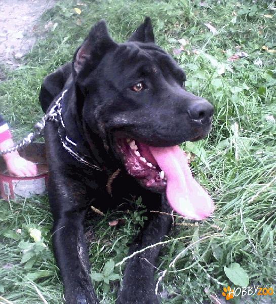 cane corso pentru monta