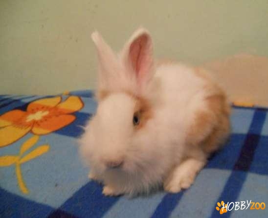 Iepurasi angora pitic