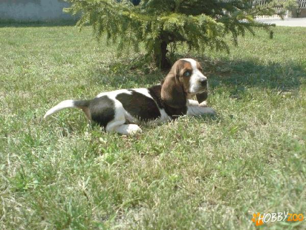 Oferta Catei de rasa Basset Hound