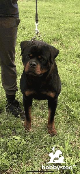 Rottweiler băiat de vânzare