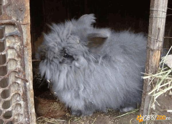 Cap de leu si Angora argintiu
