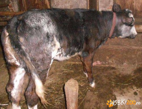 Vitea Angus crescuta corespunzator