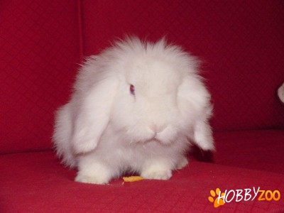 Mascul Angora alb berbecat