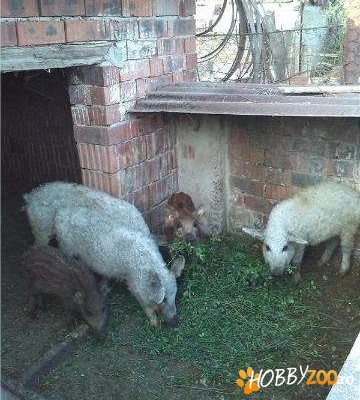 Purcei de mistret si mangalita