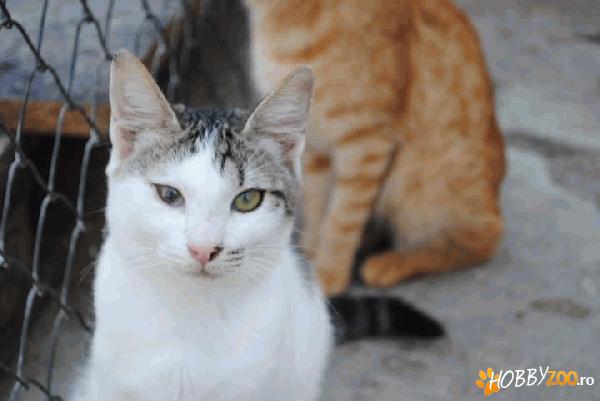 Crisby, motanel pentru adoptie