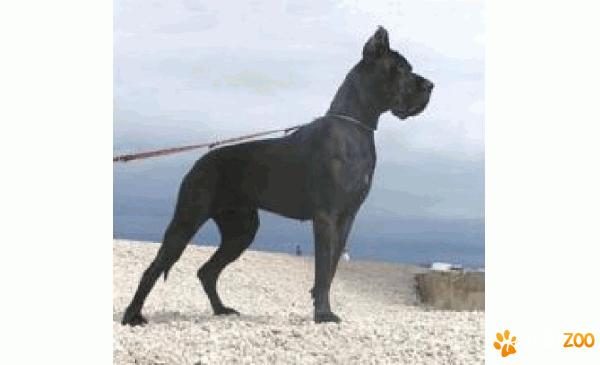 Cumpar pui dog german