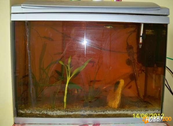 Acvariu 60 l cu incalzitor