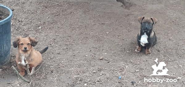 CATELUSI ADORABILI pentru ADOPTIE
