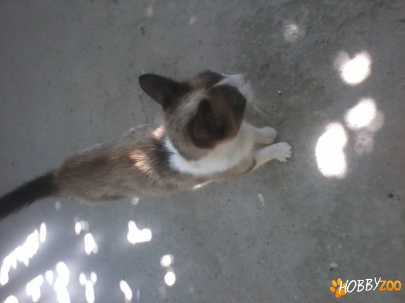 Adoptie Pisicuta siameza