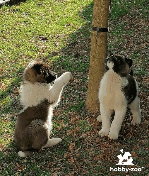 Akita american cățeluși