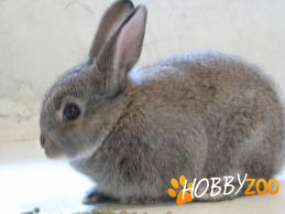 familie de iepuri pt afacere