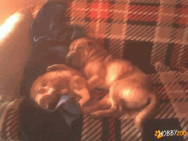 Ofer spre adoptie SHAR PEI