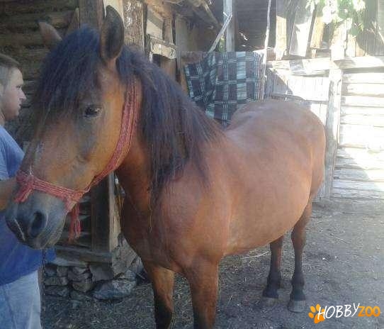 Iapa blanda pret negociabil