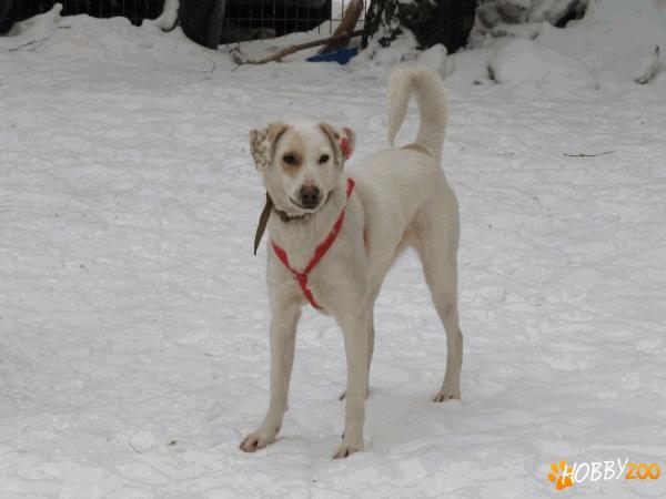 Adoptie femela metis labrador