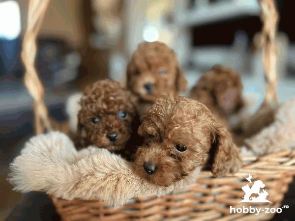 Bichon Toy – cățeluși frumoși