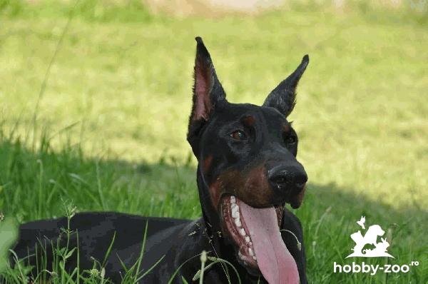 Doberman Catelusi de vanzare