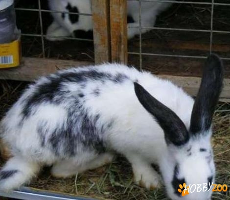 vand femela fluture german