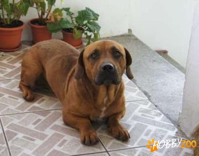 metis Dog de Bordeaux