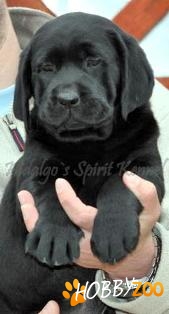 Labrador Retriever Hidalgos Spirit