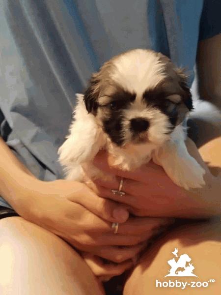 Shih Tzu catelusi de vanzare
