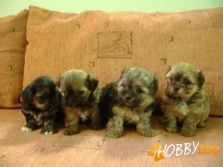 bichon havanez talie mini