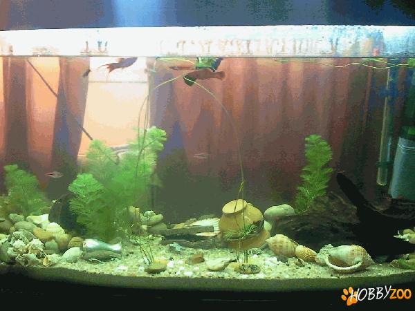 vand acvariu cu pesti