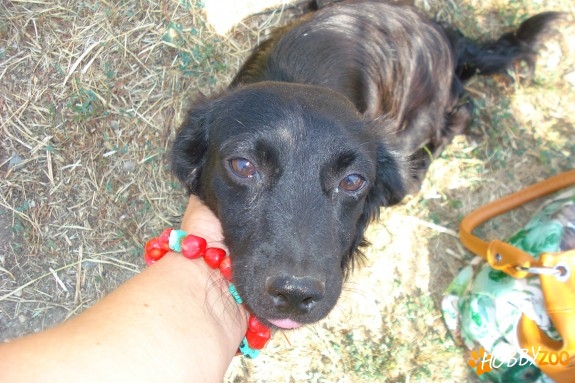 Pechineza femela neagra