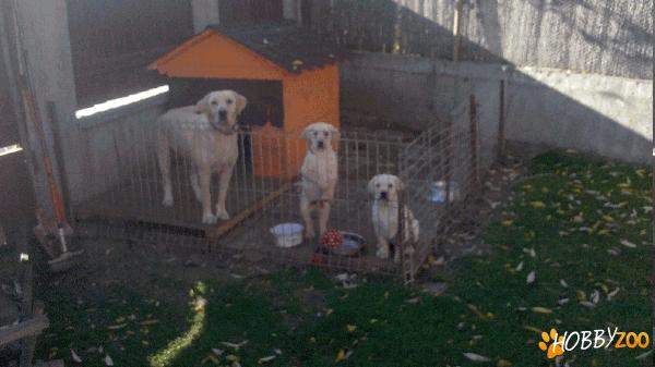 VIND MASCULI LABRADOR AURIU