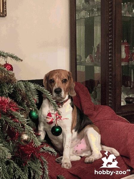 Beagle superb 4 ani imperechere monta