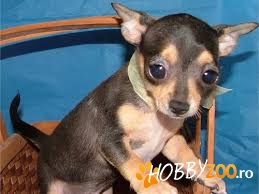 Pui adorabili Chihuahua pentru adop