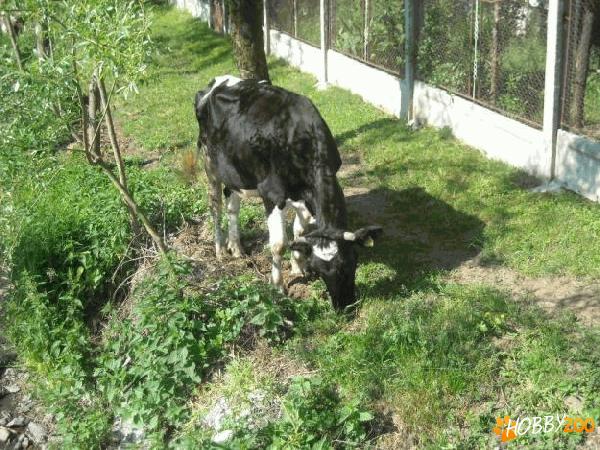 Vaca Holstein gestanta de calitate
