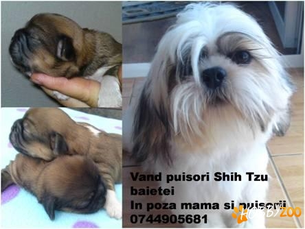 Shih Tzu baietei