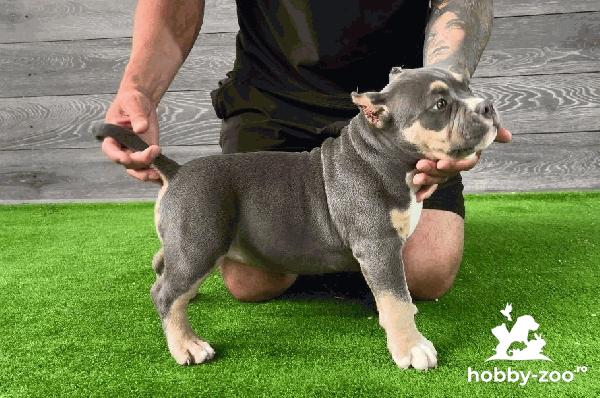 American Bully Pocket cățeluși