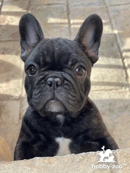 Buldog francez catelusi de vanzare