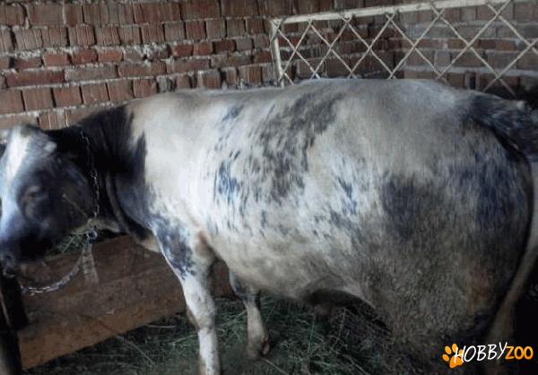 vaca baltata romaneasca