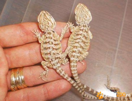 Agame cu barba pogona vitticeps