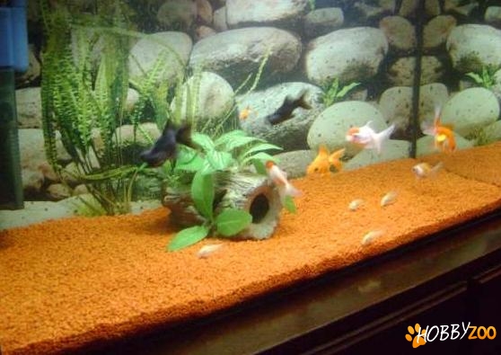 acvariu complet cu pesti