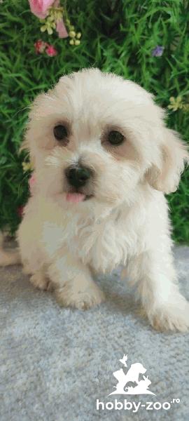 Bichon Maltez – Pui Frumoși