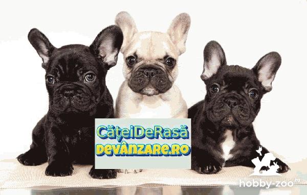 Catei Bulldog Francez cu microcip si carnet de sanatate