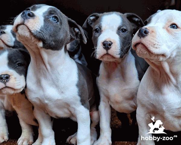 Pui de caine American Bully XL