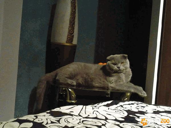 motan scottish fold monta