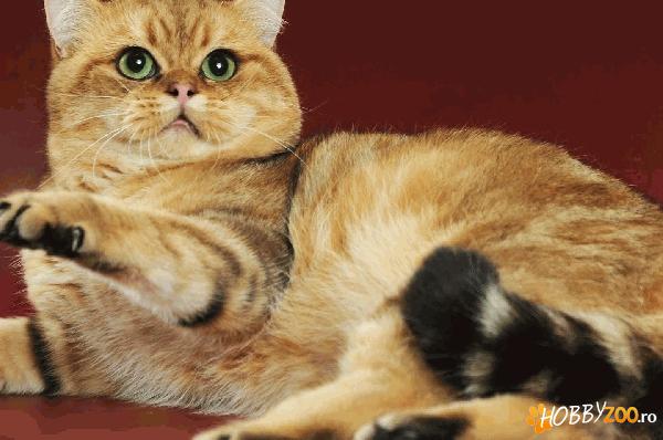 Cumpăr Pui pisica british shorthair