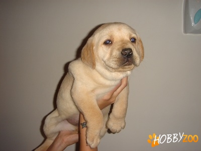 labrador retriever de vanzare