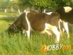 vaci de rasa Holstein rosu