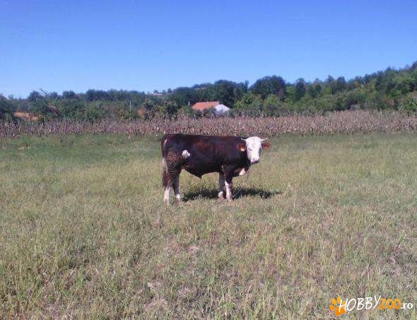 URGENT TAUR BALTAT ROMANESC