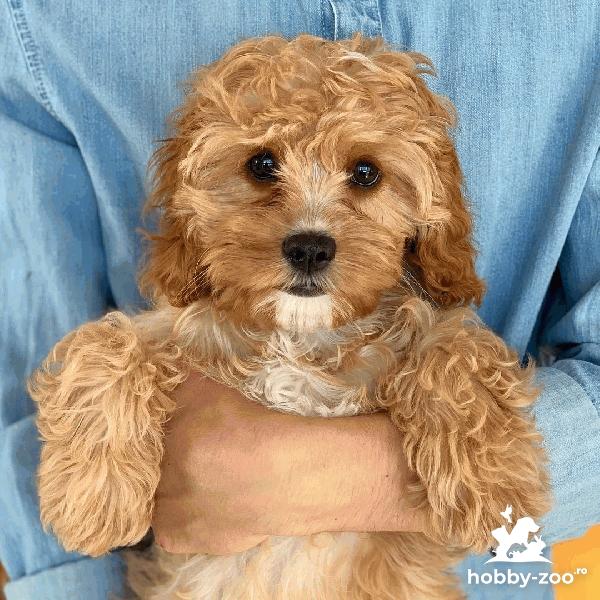 Cățeluși de cavapoo 