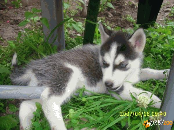 husky 550 ron 