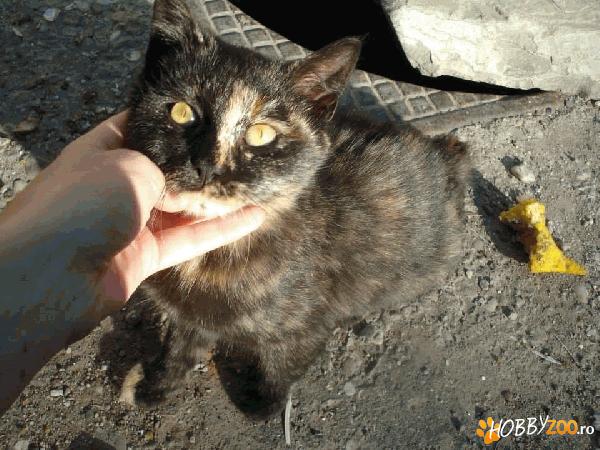 Pisicuta calico iubitoare