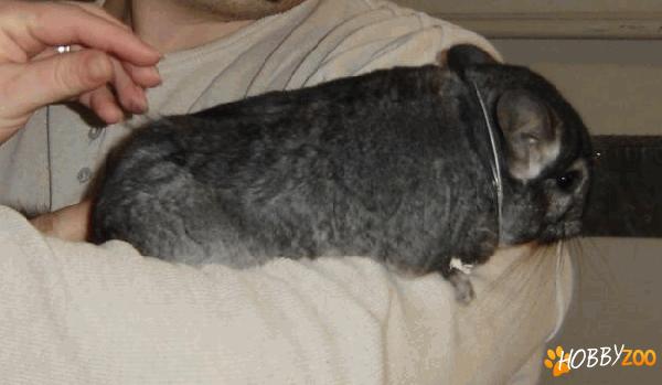 Chinchilla Animalute dragute