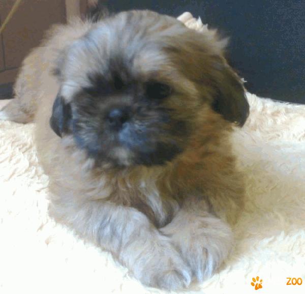 shih tzu ciocolatiu 